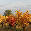 Vignoble en Ardèche