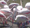 La camargue et ses flamants roses